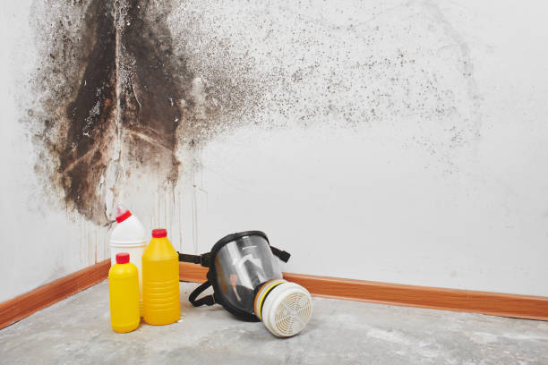 Best Insurance-Related Mold Remediation in St Clair, MO