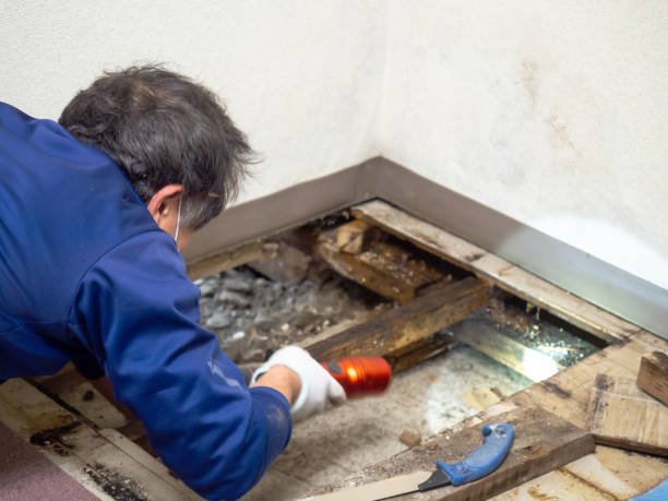 Best Post-Remediation Services in St Clair, MO
