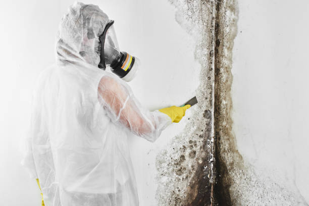 Best HVAC Mold Remediation in St Clair, MO
