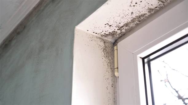 Best Mold Remediation for Specific Building Types in St Clair, MO