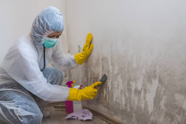 St Clair, MO Mold Remediation Company