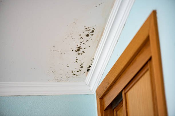 Best Crawl Space Mold Remediation in St Clair, MO