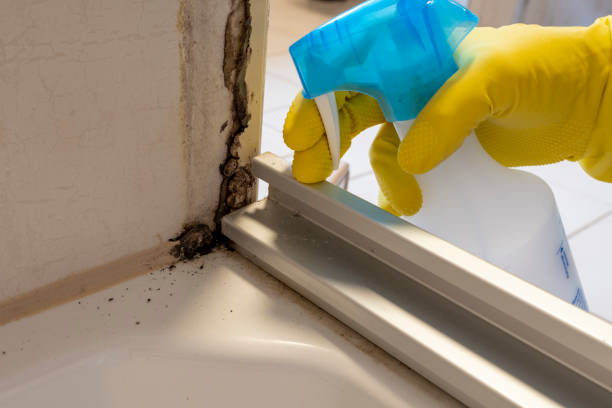 Best Basement Mold Remediation in St Clair, MO