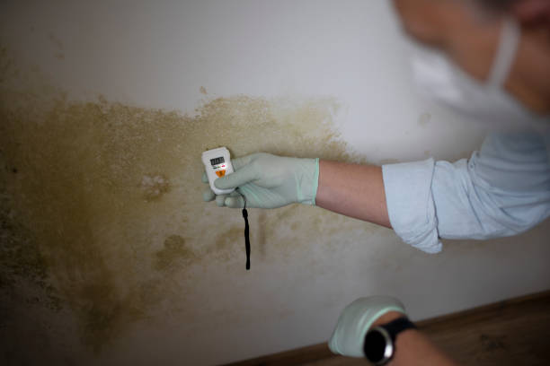 Best DIY Mold Remediation Support Services in St Clair, MO