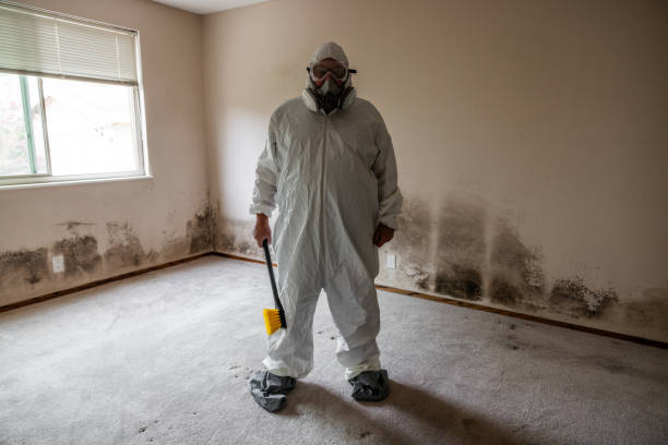 Best Black Mold Remediation in St Clair, MO