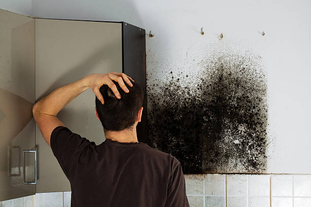 Best Emergency Mold Remediation in St Clair, MO